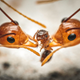 Imagen para el artículo titulado El autor de la foto ganadora de este concurso de fotografía de insectos tenía fobia a los insectos